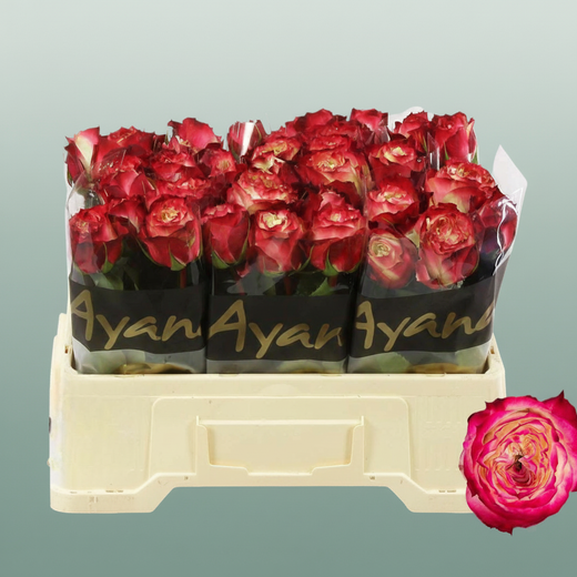 Rose Apple Jack