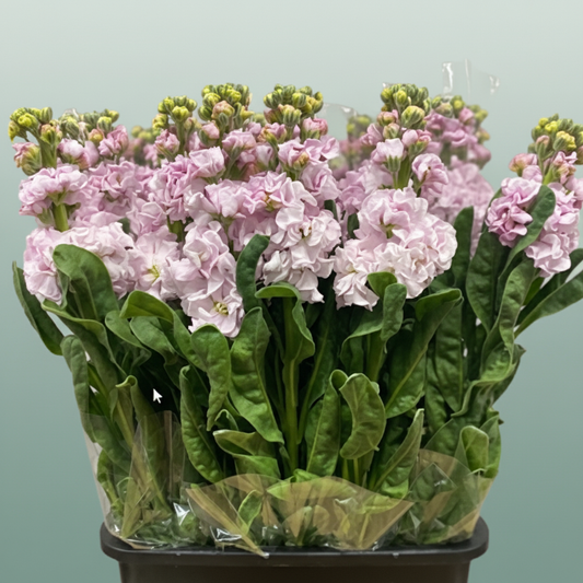 Matthiola Iron Cherry Blossom