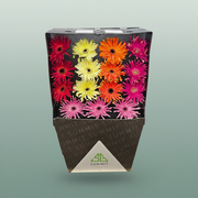 Gerbera Pasta Mixed