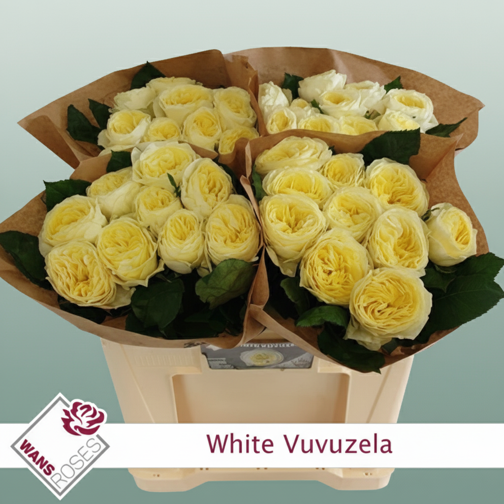 Rose - Rosa - White Vuvuzela