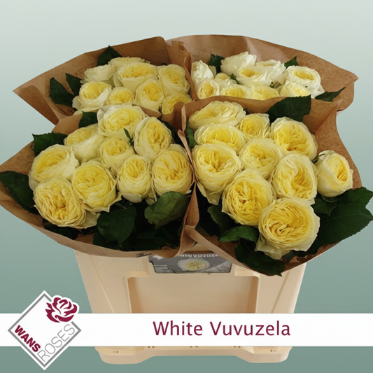 Rose - Rosa - White Vuvuzela
