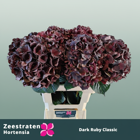 Hydrangea Classic Magical Dark Ruby