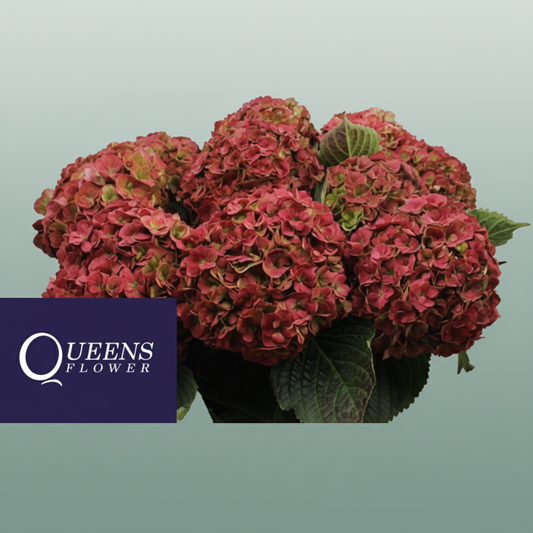 Hydrangea Classic Royal Anastasia