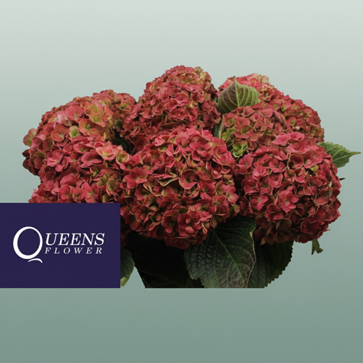 Hydrangea - Royal Anastasia (classic)