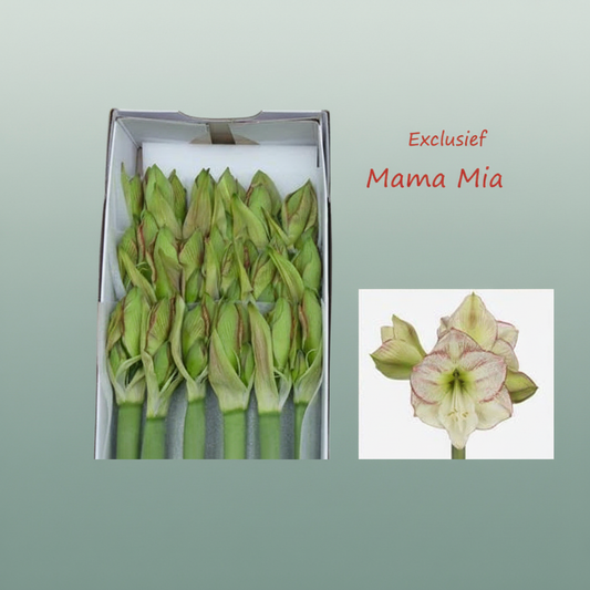 Amaryllis Mama Mia