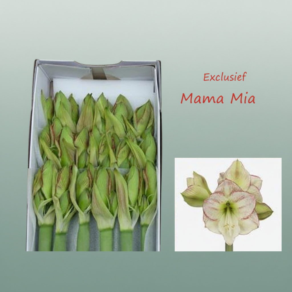 Amaryllis Mama Mia