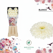 Germini Ball Blanco