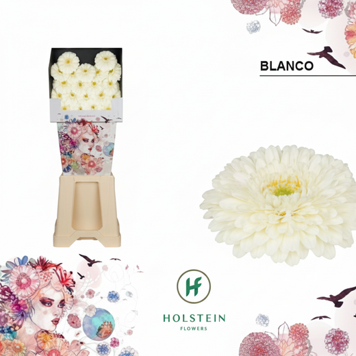 Germini Ball Blanco