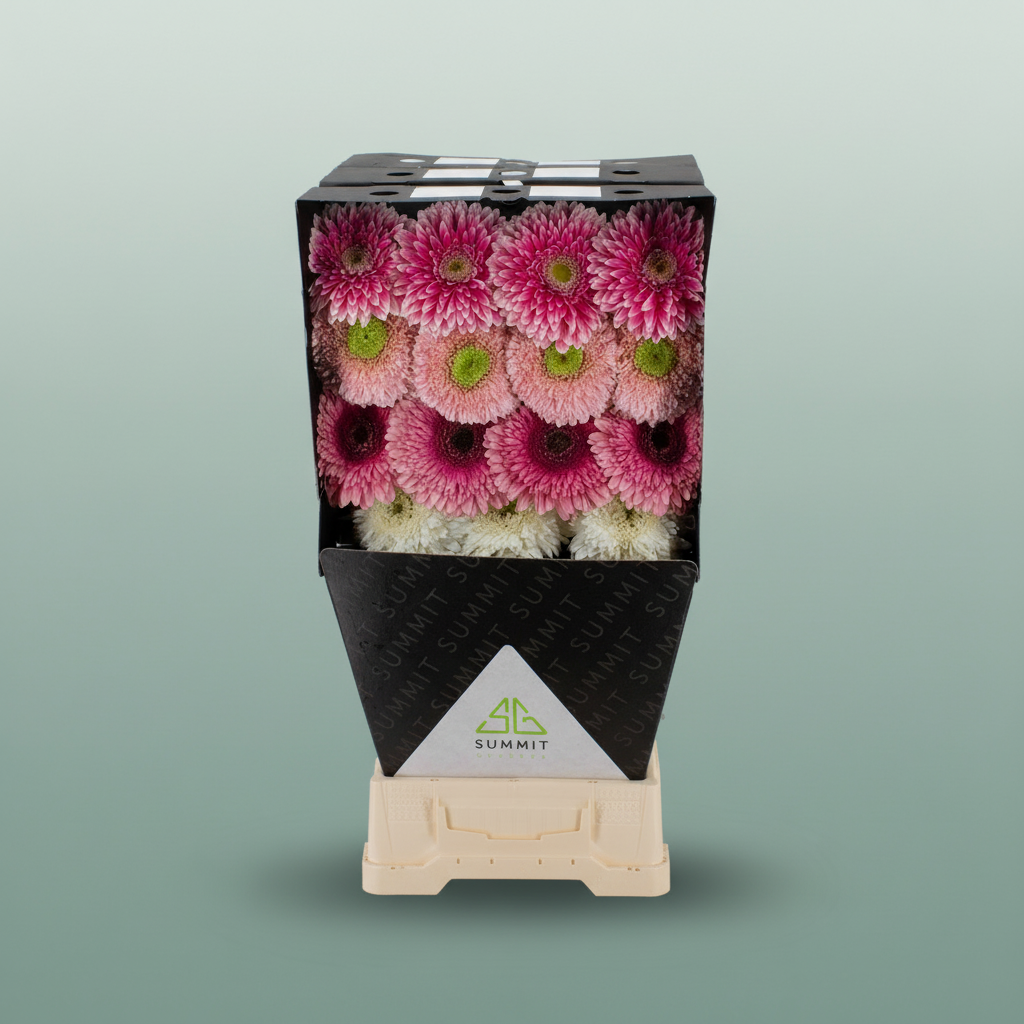 Gerbera Mixed Ball