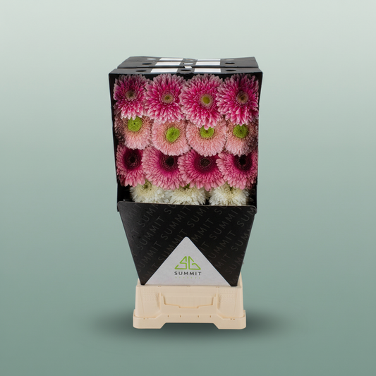 Gerbera Mixed Ball