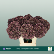 Hydrangea Classic Magical Dark Ruby Red