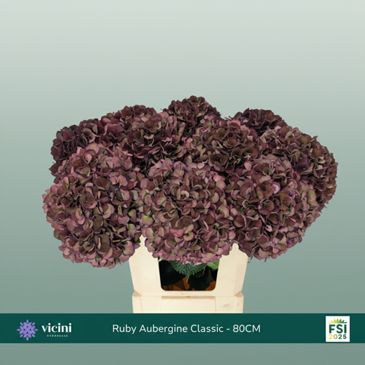 Hydrangea Classic Magical Dark Ruby Red