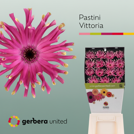 Gerbera Pasta Vittoria