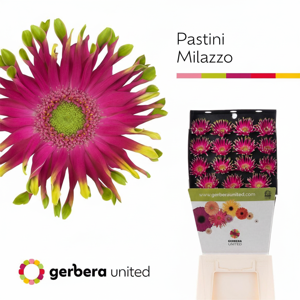 Gerbera Pasta Milazzo