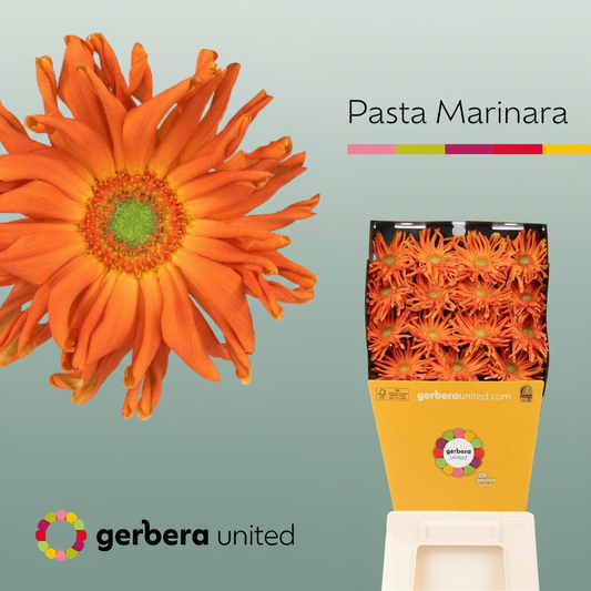 Gerbera Pasta Marinara