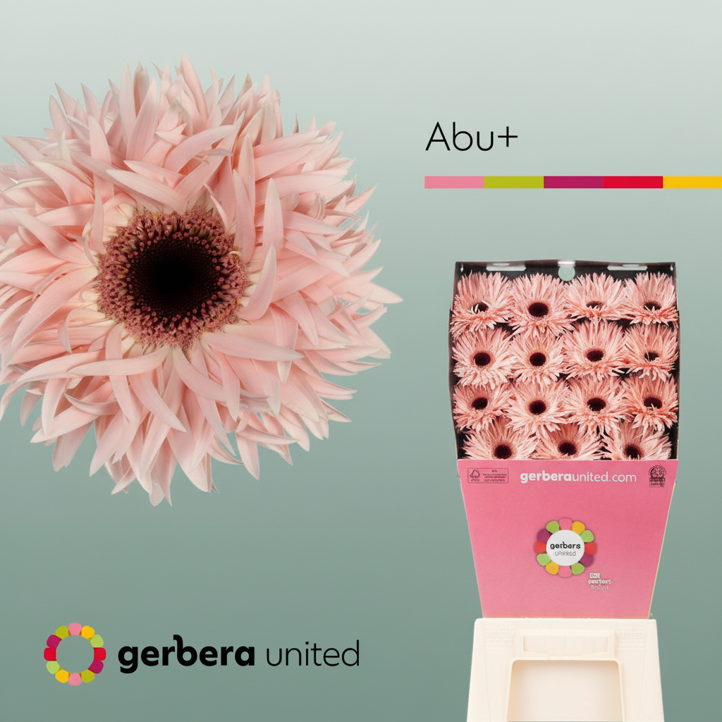 Gerbera Spider Abu