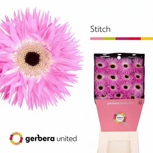 Gerbera Spider Stich
