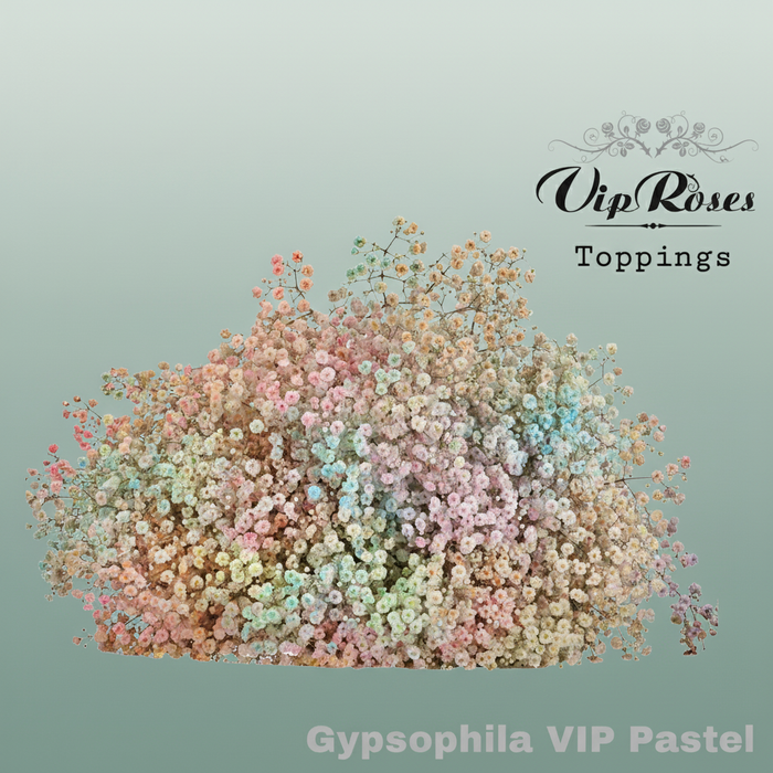 Gypsophila Dyed Vip Pastel Mix