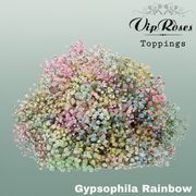 Gypsophila Dyed Rainbow Pastel