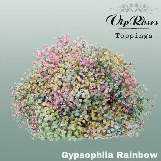 Gypsophila Dyed Rainbow Pastel