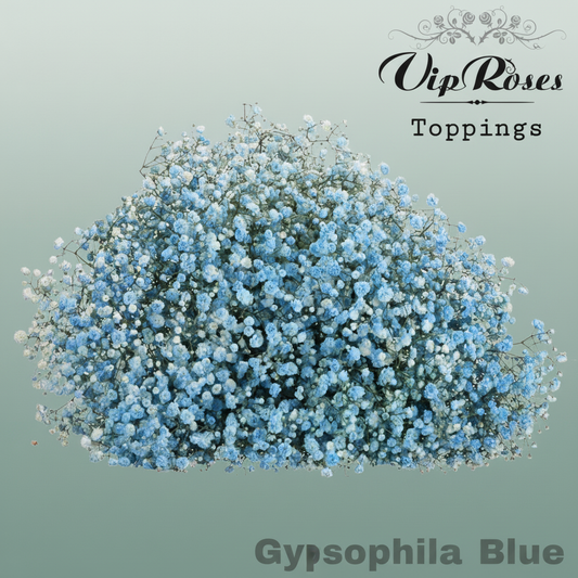 Gypsophila Dyed Blue