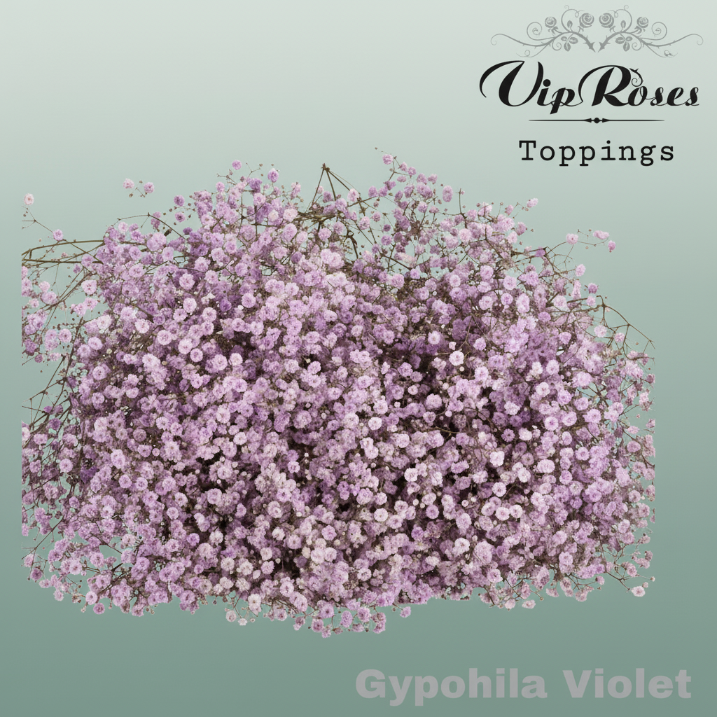 Gypsophila Dyed Violet