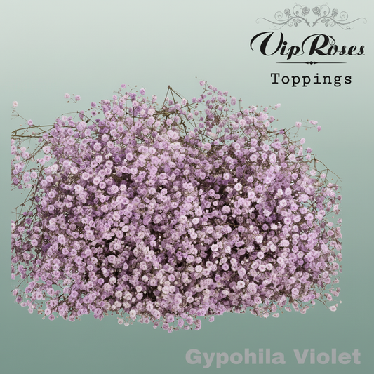 Gypsophila Dyed Violet