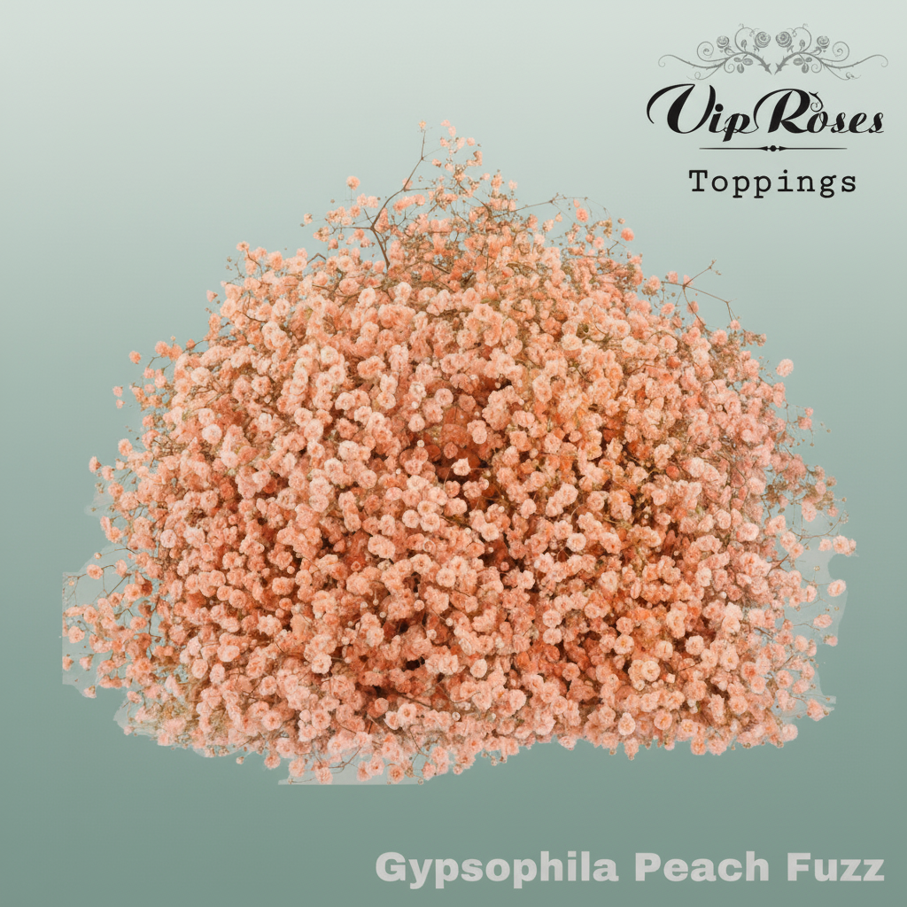 Gypsophila Dyed Peach Fuzz