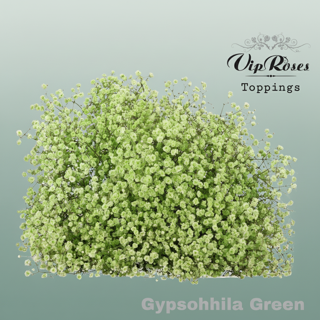 Gypsophila Dyed Green