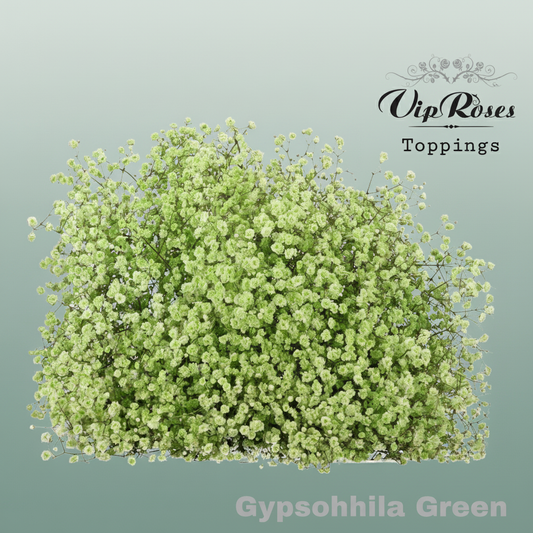 Gypsophila Dyed Green