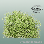 Gypsophila Dyed Green