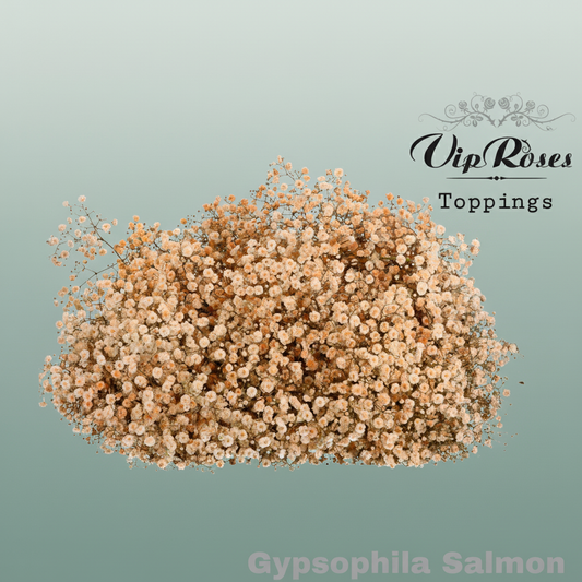 Gypsophila Dyed Salmon