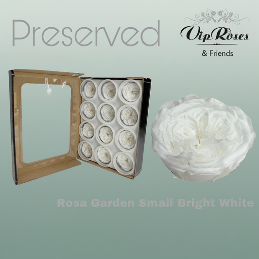 Rose Preserved Garden Small Bright White