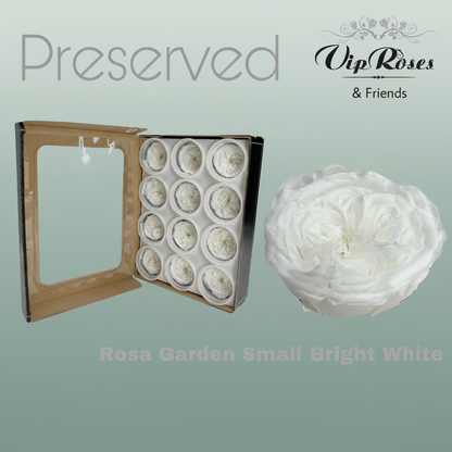 Preserved Garden Rose - Plastic
