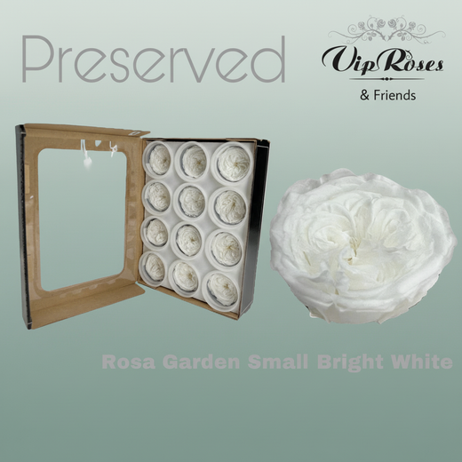 Preserved Garden Rose - Plastic