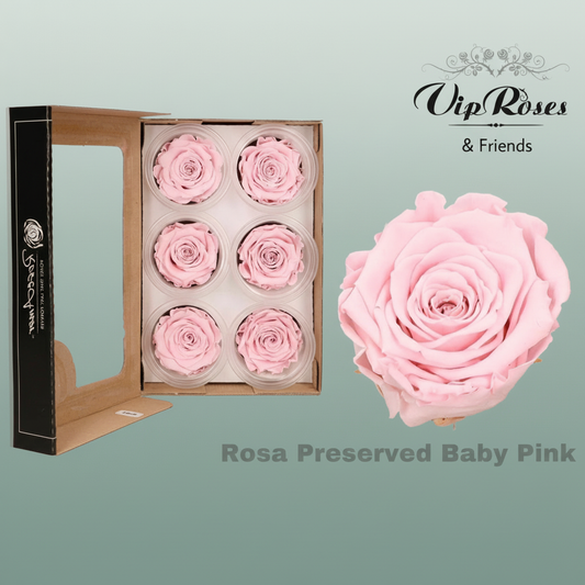 Rose Preserved Baby Pink