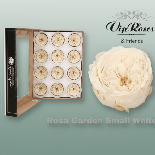 Rose Preserved Garden Small white