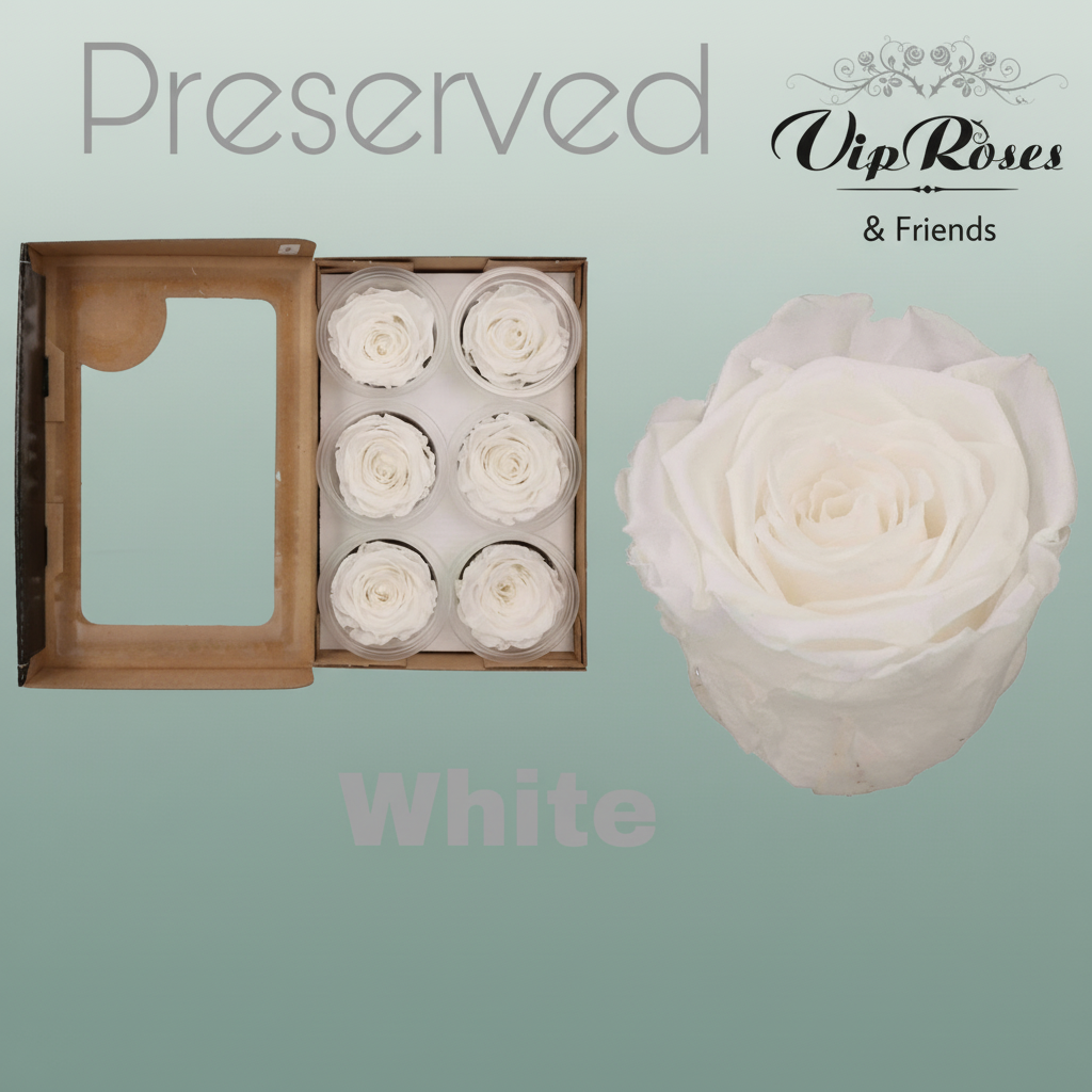 Rose Preserved White