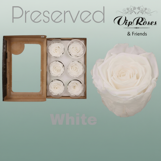 Rose Preserved White