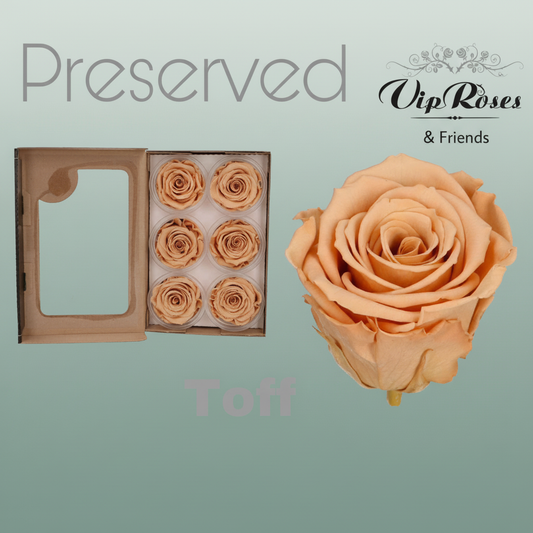 Rose Preserved Toff