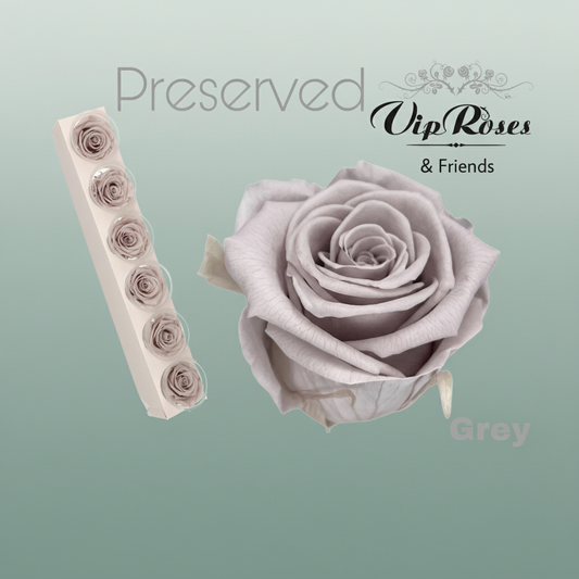 Rose Preserved Grey