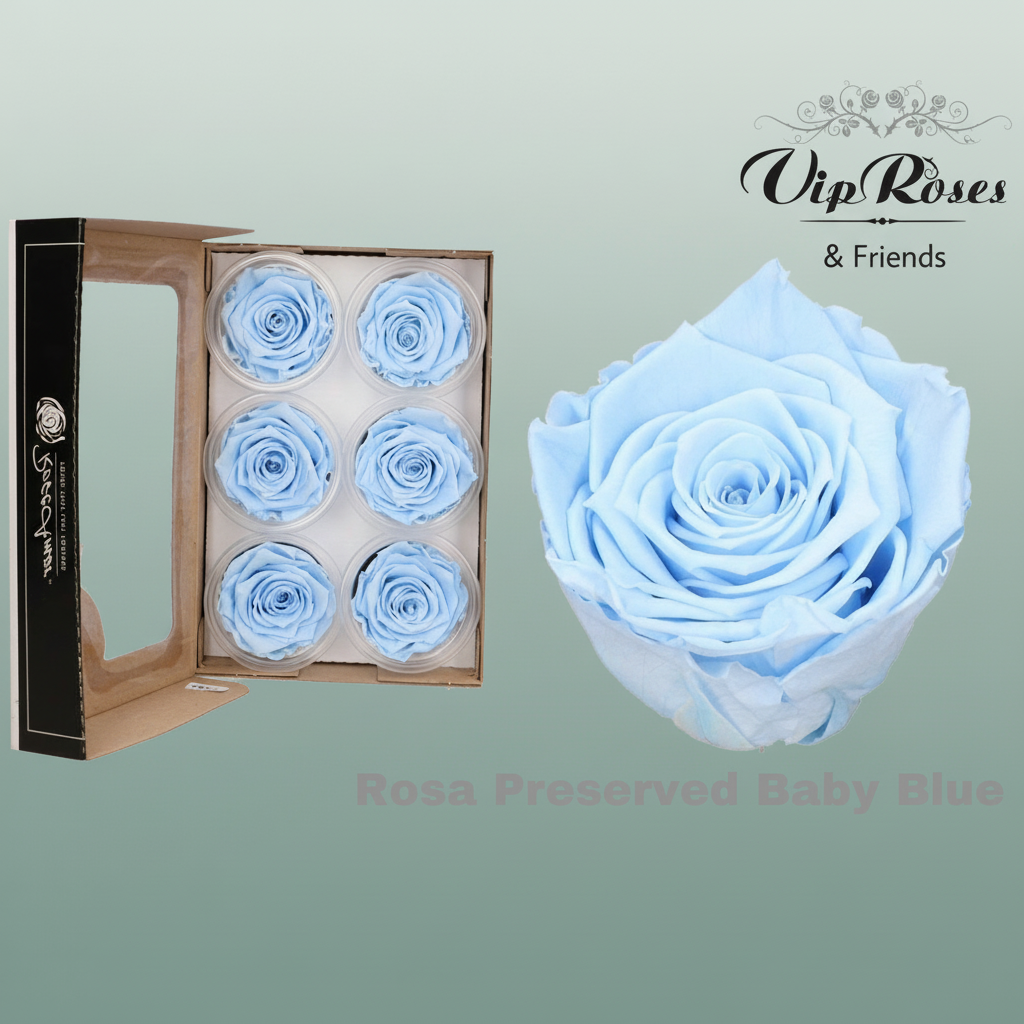 Rose Preserved Baby Blue