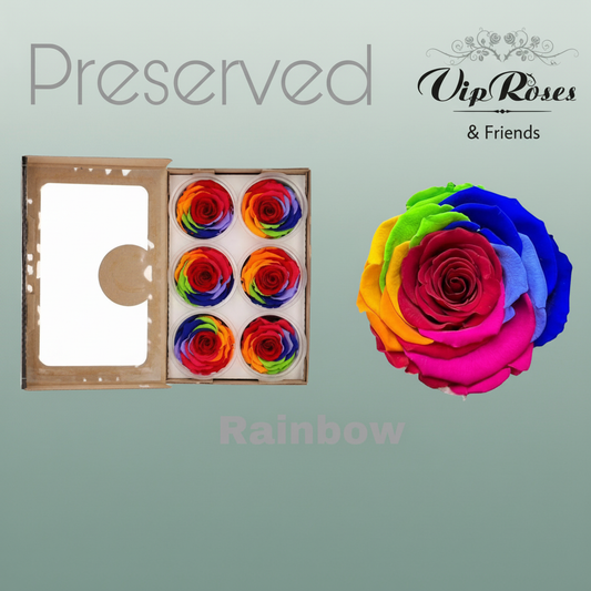 Rose Preserved Rainbow Red