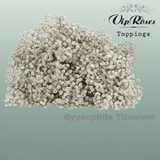Gypsophila Dyed Titanium