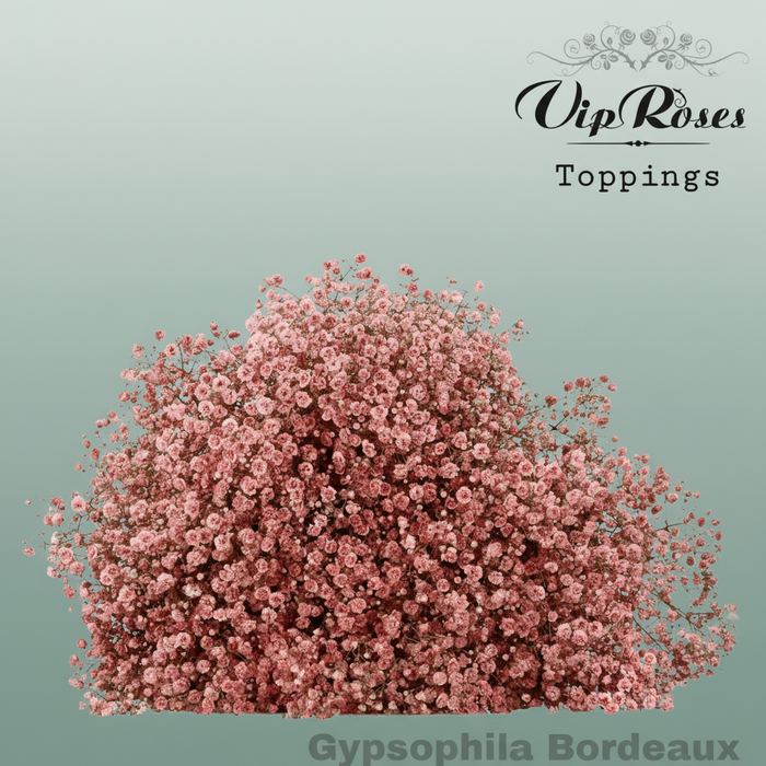 Gypsophila Dyed Bordeaux
