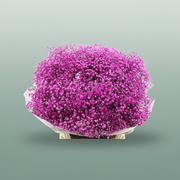 Gypsophila - Gypsophila Other - Pink Hot