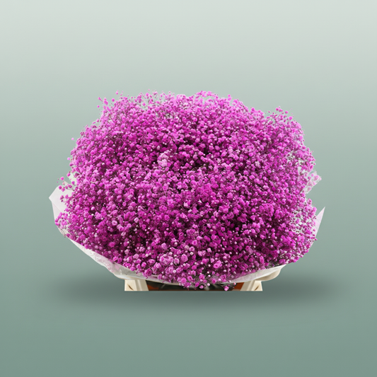 Gypsophila Dyed Pink Hot
