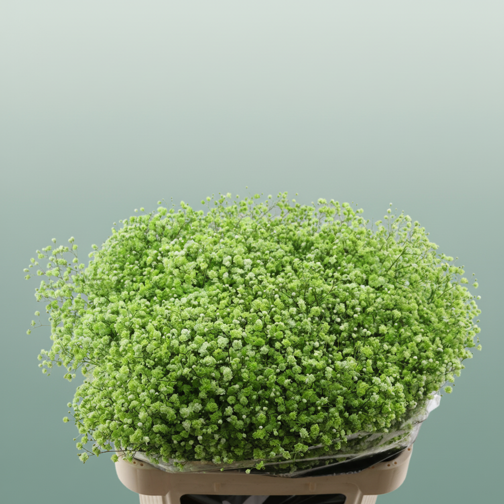 Gypsophila Dyed Green Apple