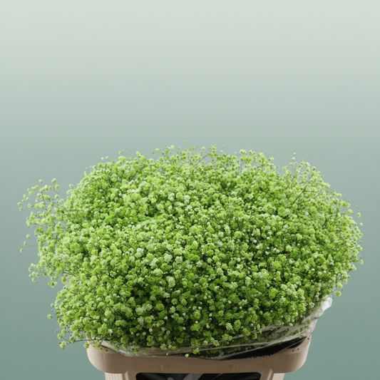 Gypsophila Dyed Green Apple