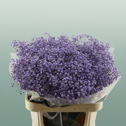 Gypsophila Dyed Lavender